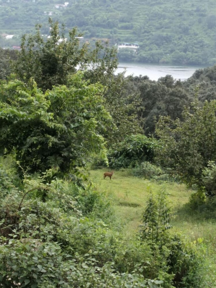 Фото Cottages at Village