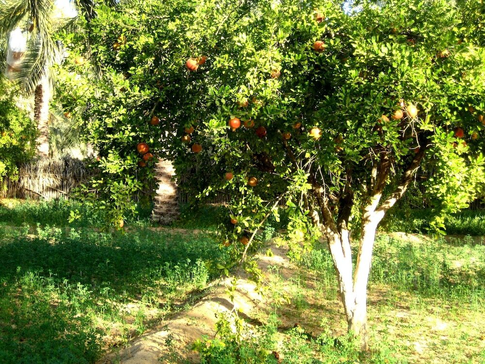 Фото Hébergement Proche de Désert à Douz