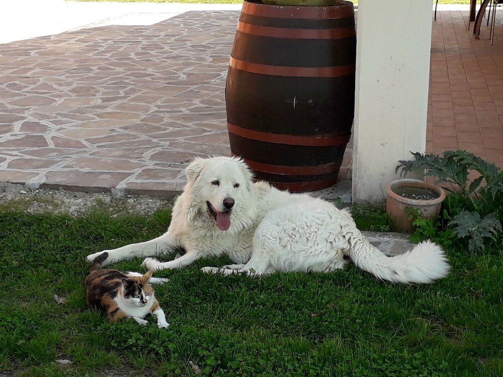 Фото Agriturismo La Vita è Bella