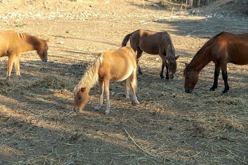 Внешний вид отеля Skiros Palace Hotel в Муниципалитете Скиросе, фото 5