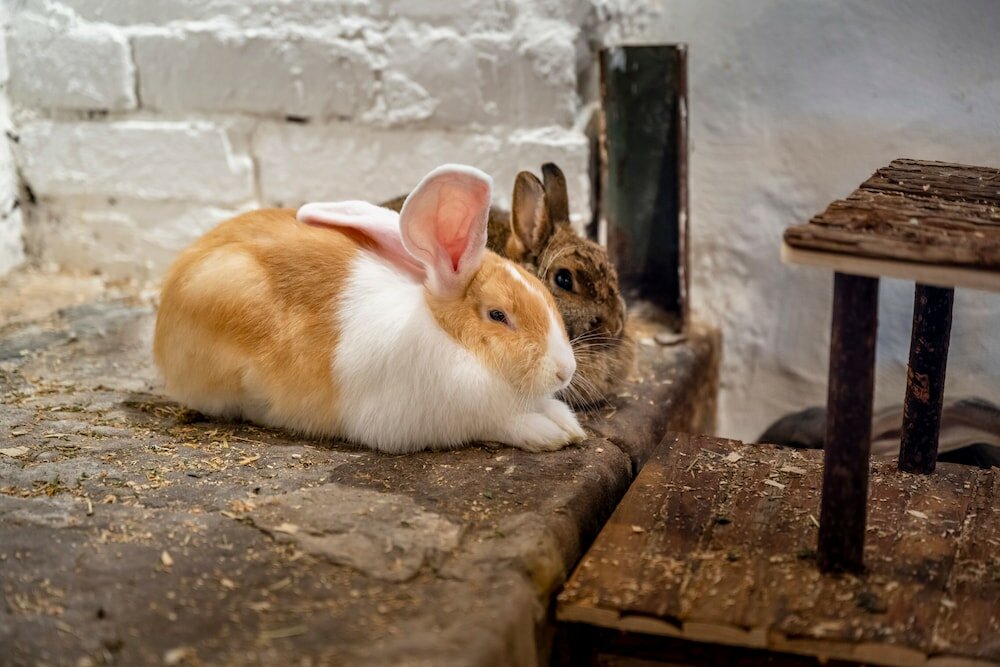 Фото Hotel Bareiss