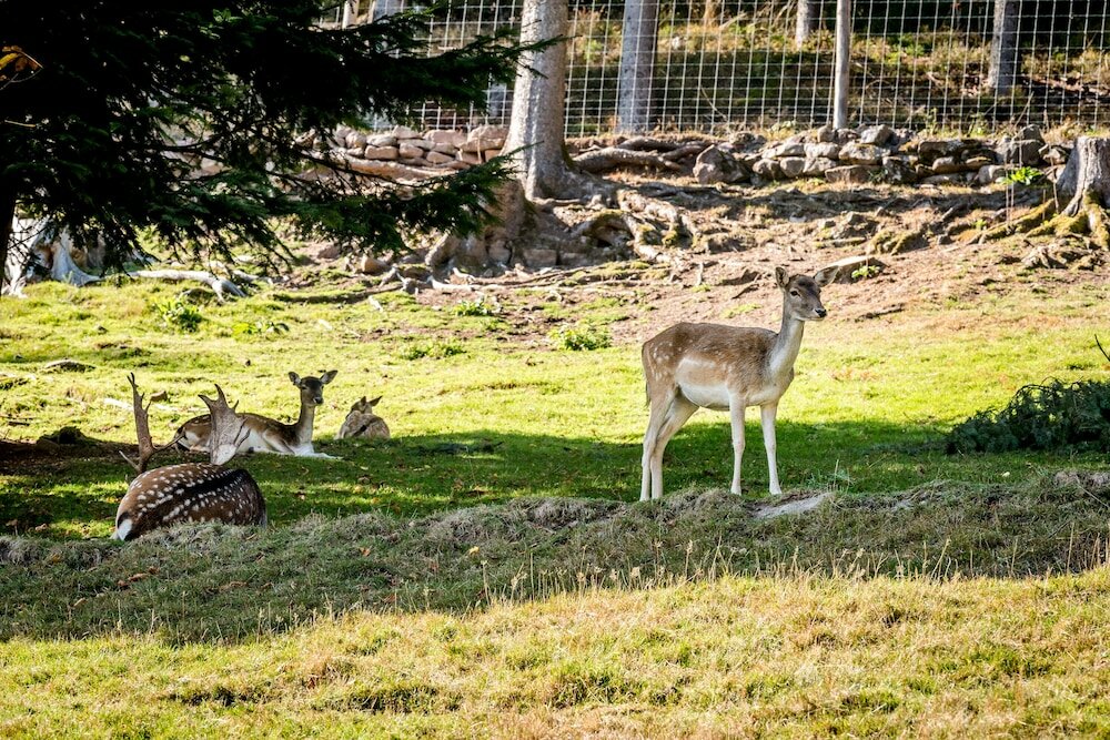 Фото Hotel Bareiss