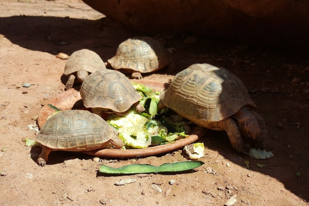Фото Kasbah Africa