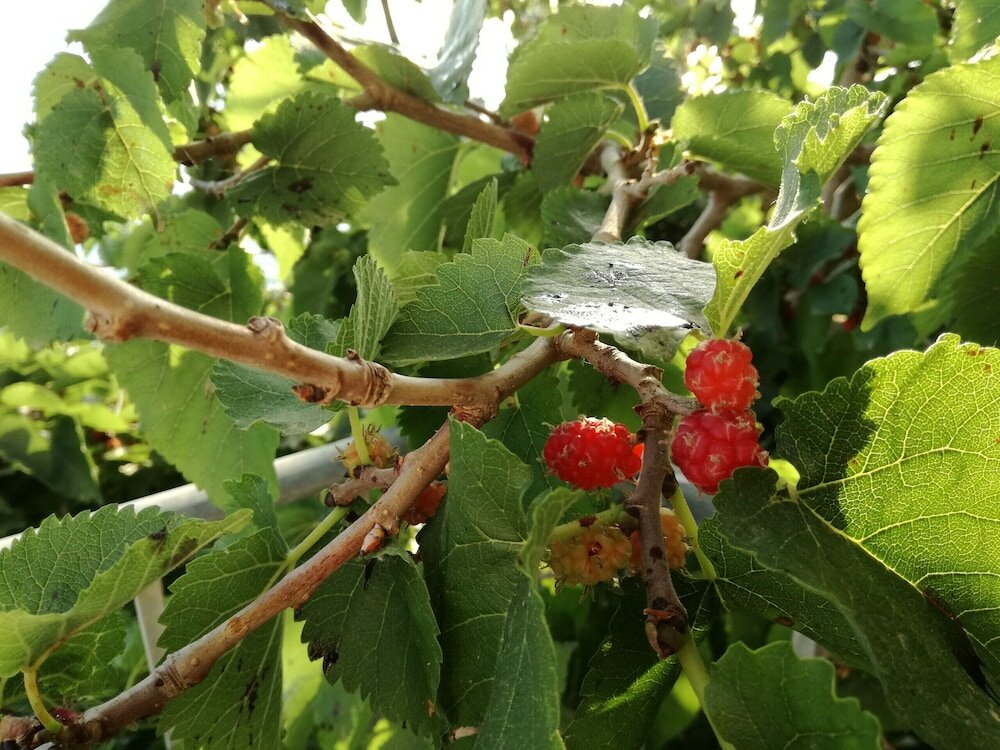 Фото Casa Omero Sperlongaresort