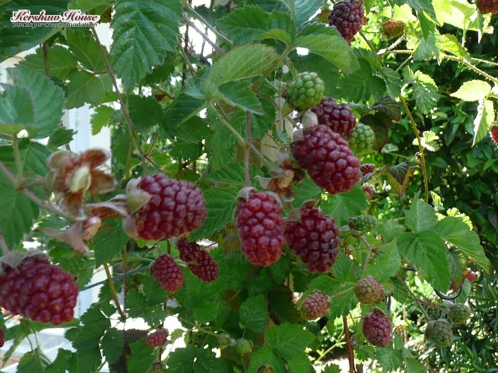 Фото Kershaw House Boutique Accommodation