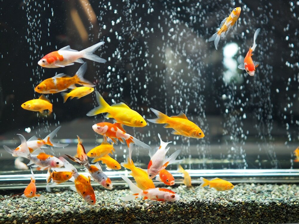 Фото Pres De La Mer