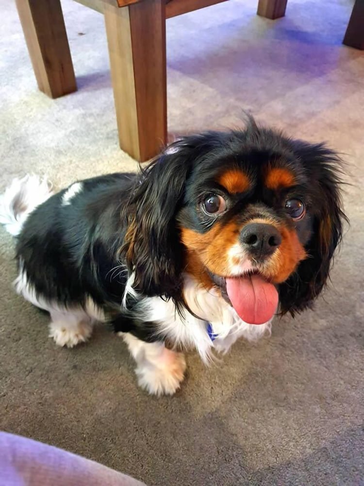 Фото Arena Motel