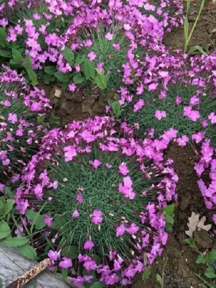 Фото B&b Le Piote