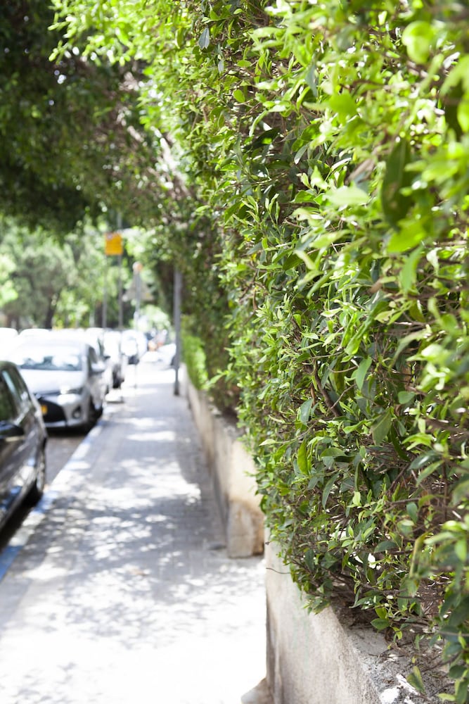 Фото Pastoral at the heart of Rothchild Blv