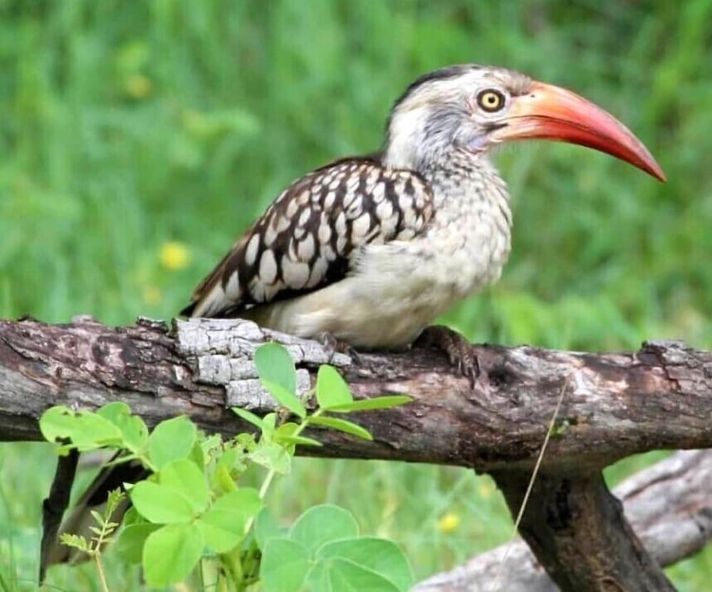 Фото Tlou Safari Lodge