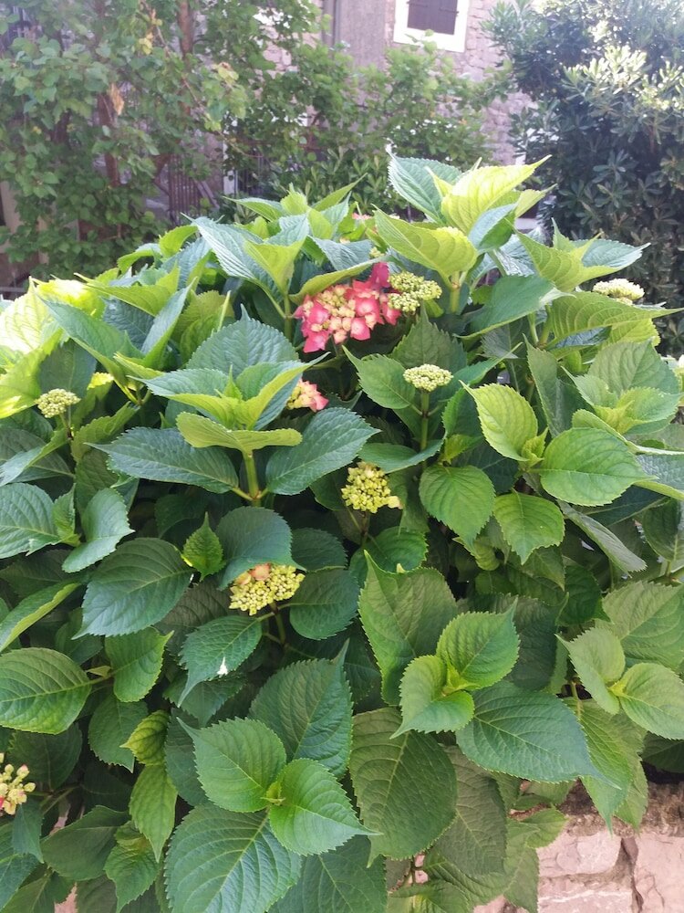 Фото Apartmani Mitrovic Podlicak