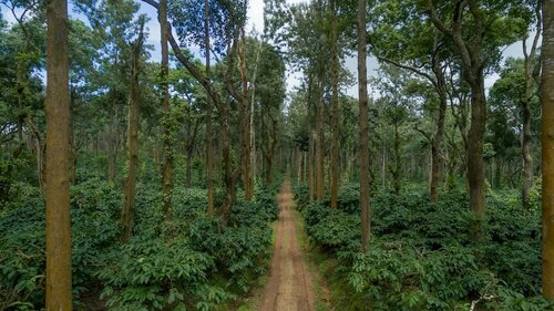 Гостиница Ama Plantation Trails, Chikmagalur