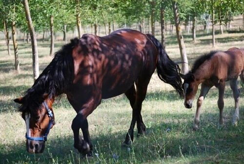 Гостиница Agriturismo Fonte Abellana