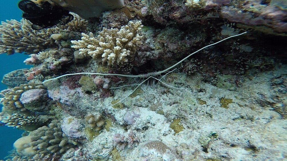 Фото Casa Enjoy Maldives