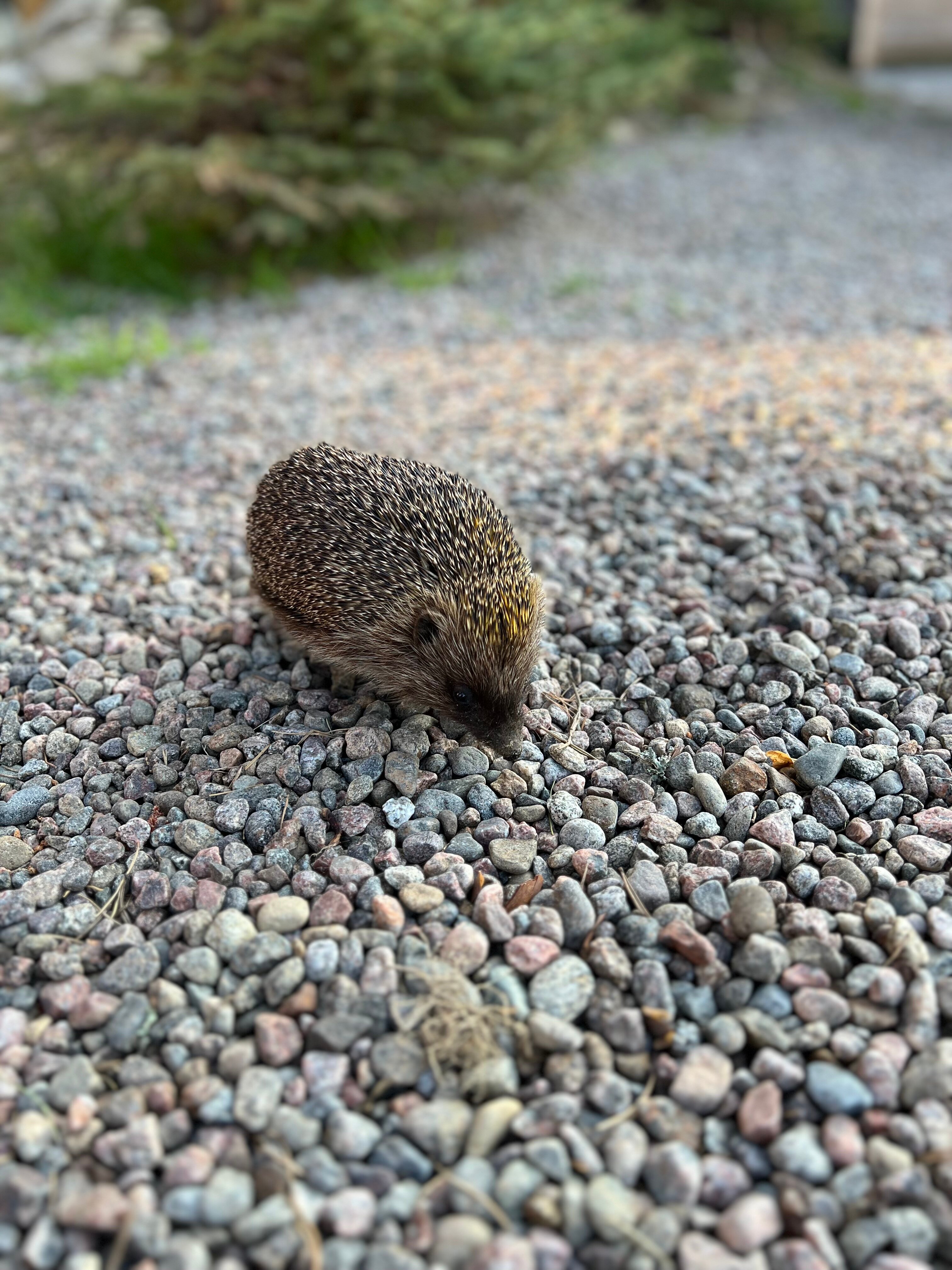 Фото Belka Village