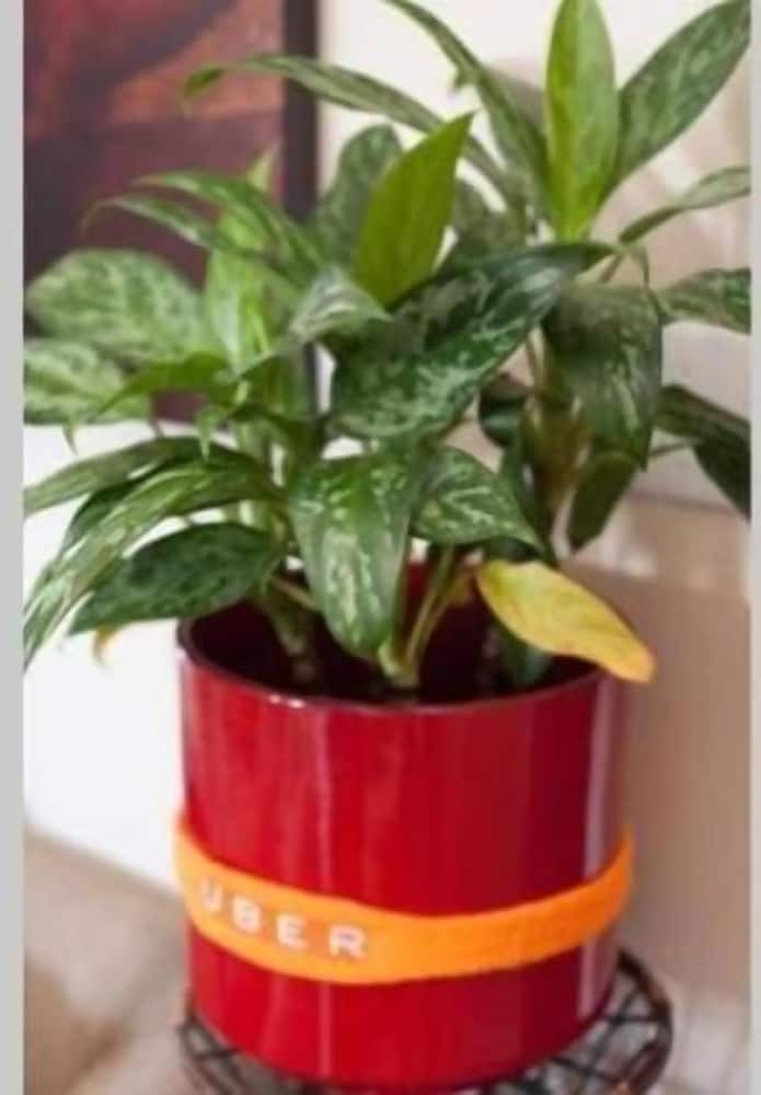 Фото Dia Layover