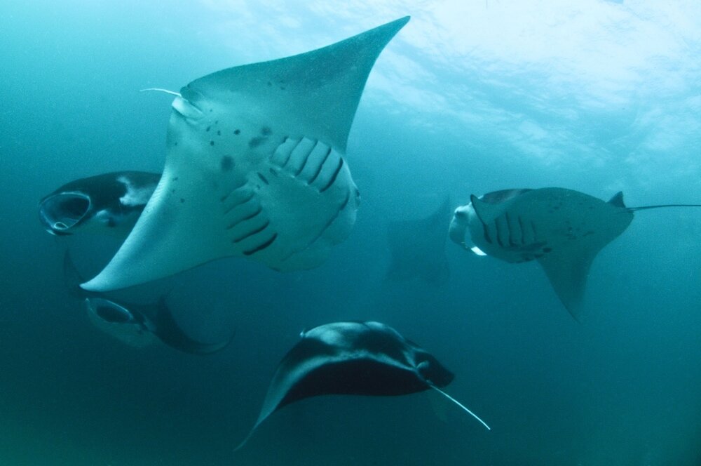 Фото Olhumathi View Inn