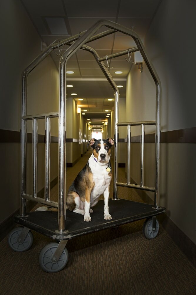 Фото Sleep Inn & Suites Austin Northeast