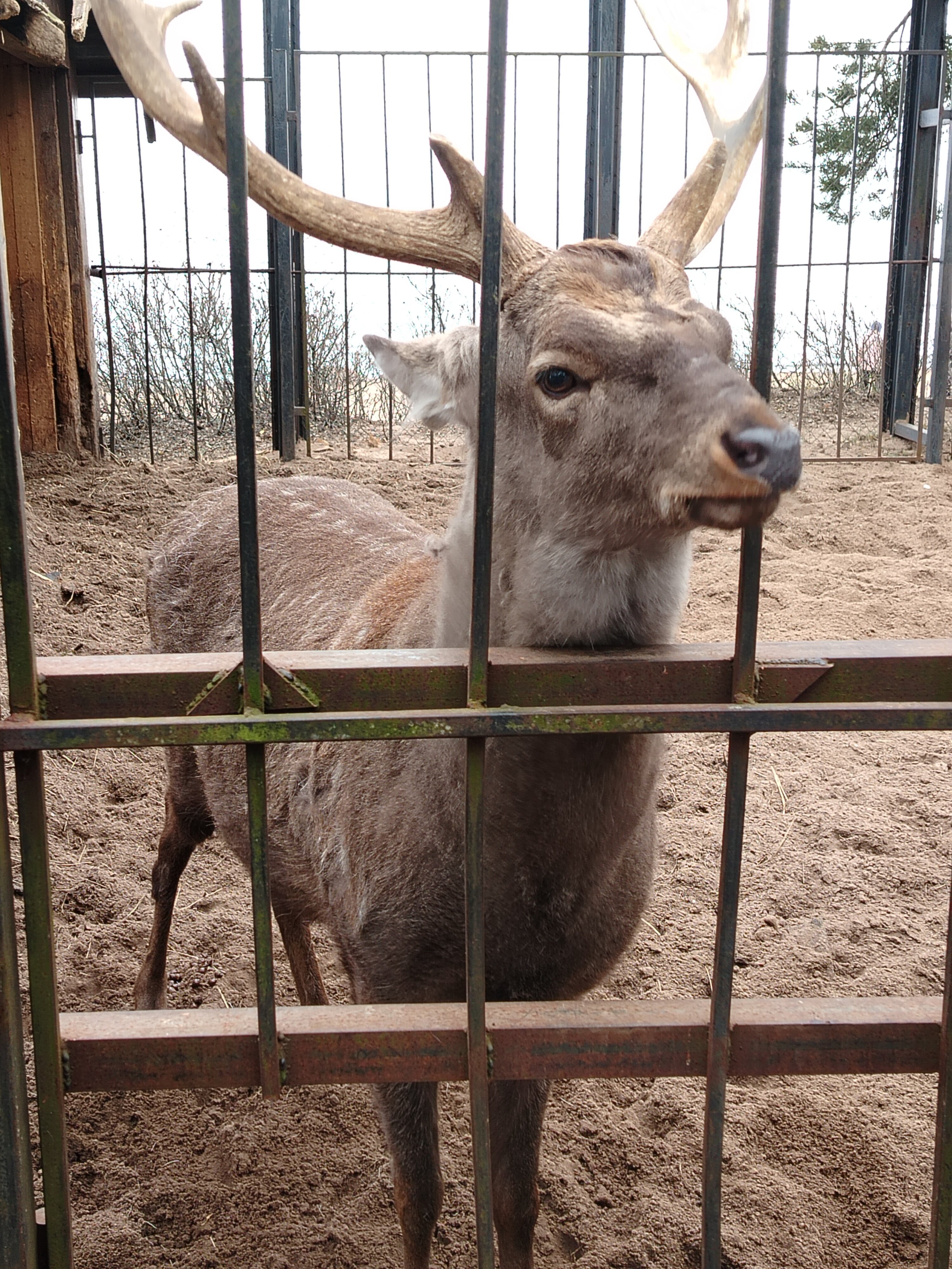 Фото Комарово