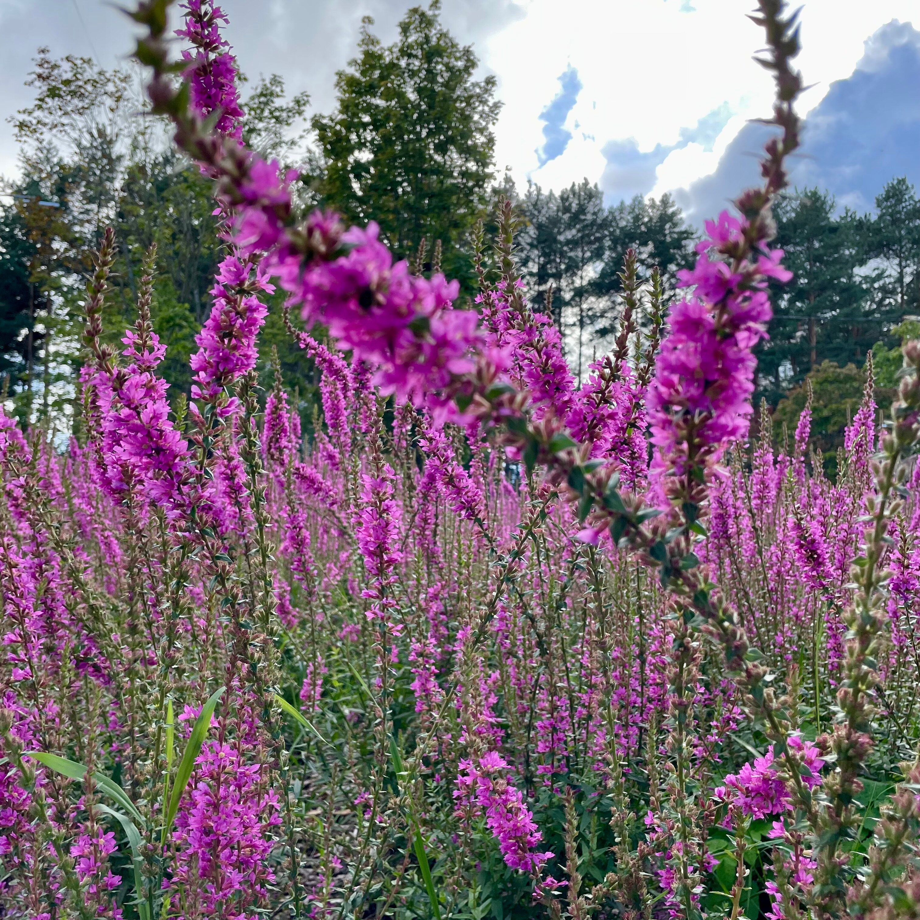 Фото Гостиница Ленинградская АЭС-Авто