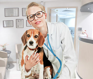 Veterinary clinic Asyam Veterinary Clinic, Izmir, photo