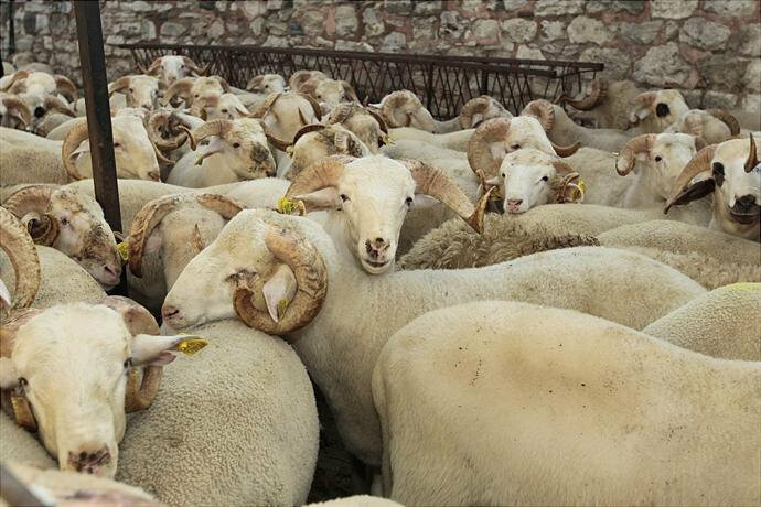 Intensive animal farming Emircan Canli Hayvan, Istanbul, photo