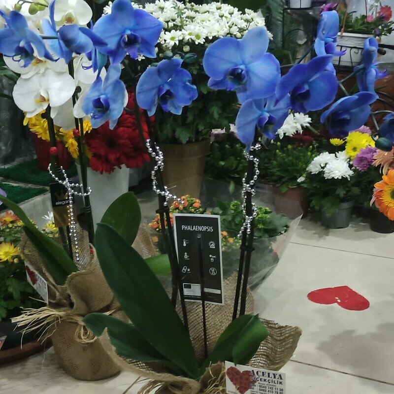 Flower shop Acelya Floristry Nusaybin, Nusaybin, photo