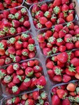 Русская ягода (Moscow Region, 46N-05124), grocery