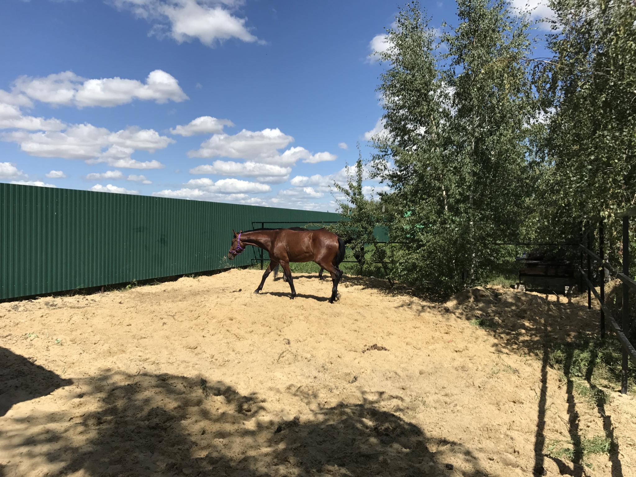 Фото Zолотой саZан