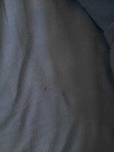 Gobi (posyolok gorodskogo tipa Aginskoye, ulitsa Lazo, 5), hotel