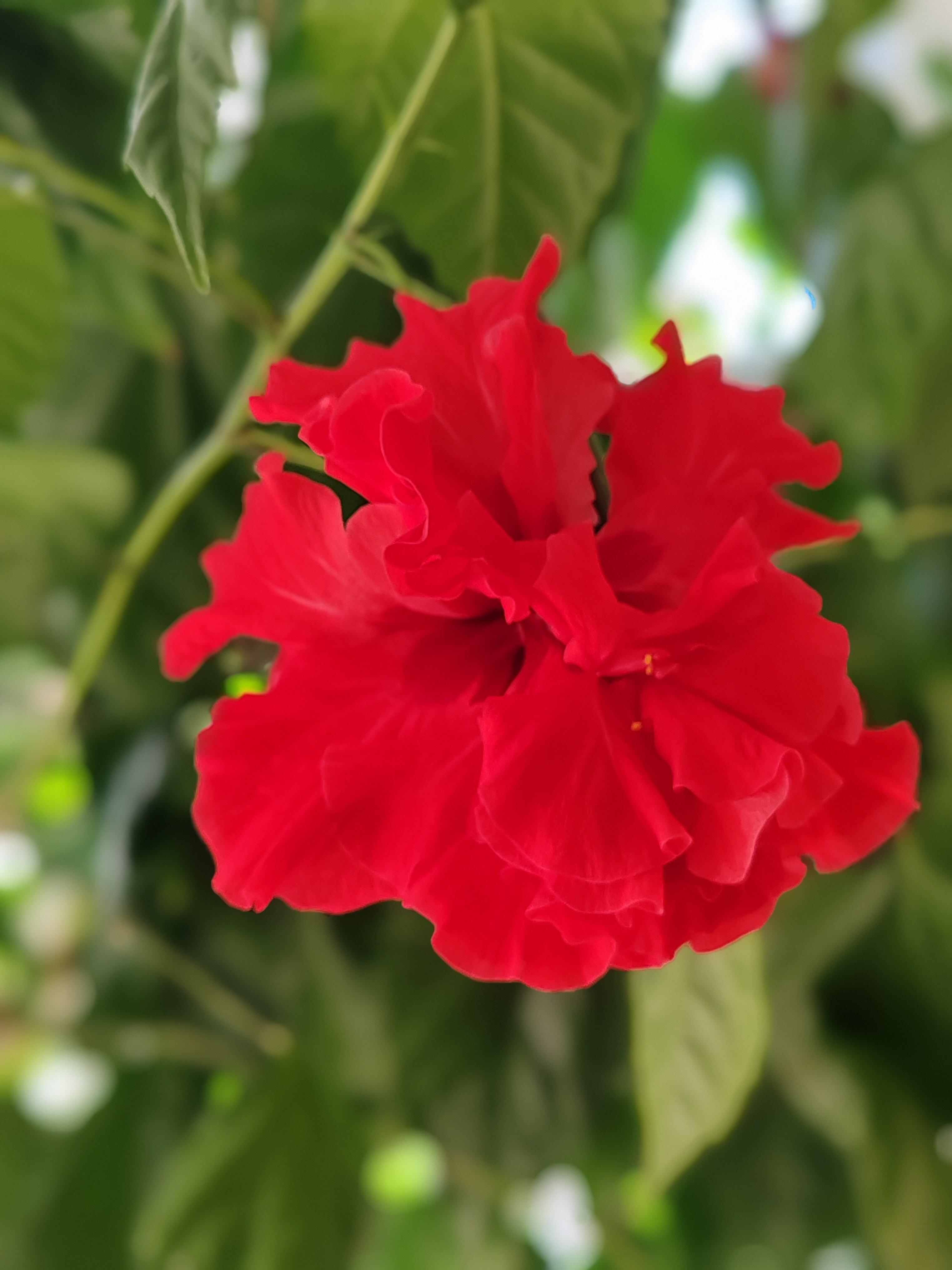 Фото Гостиница Опочка