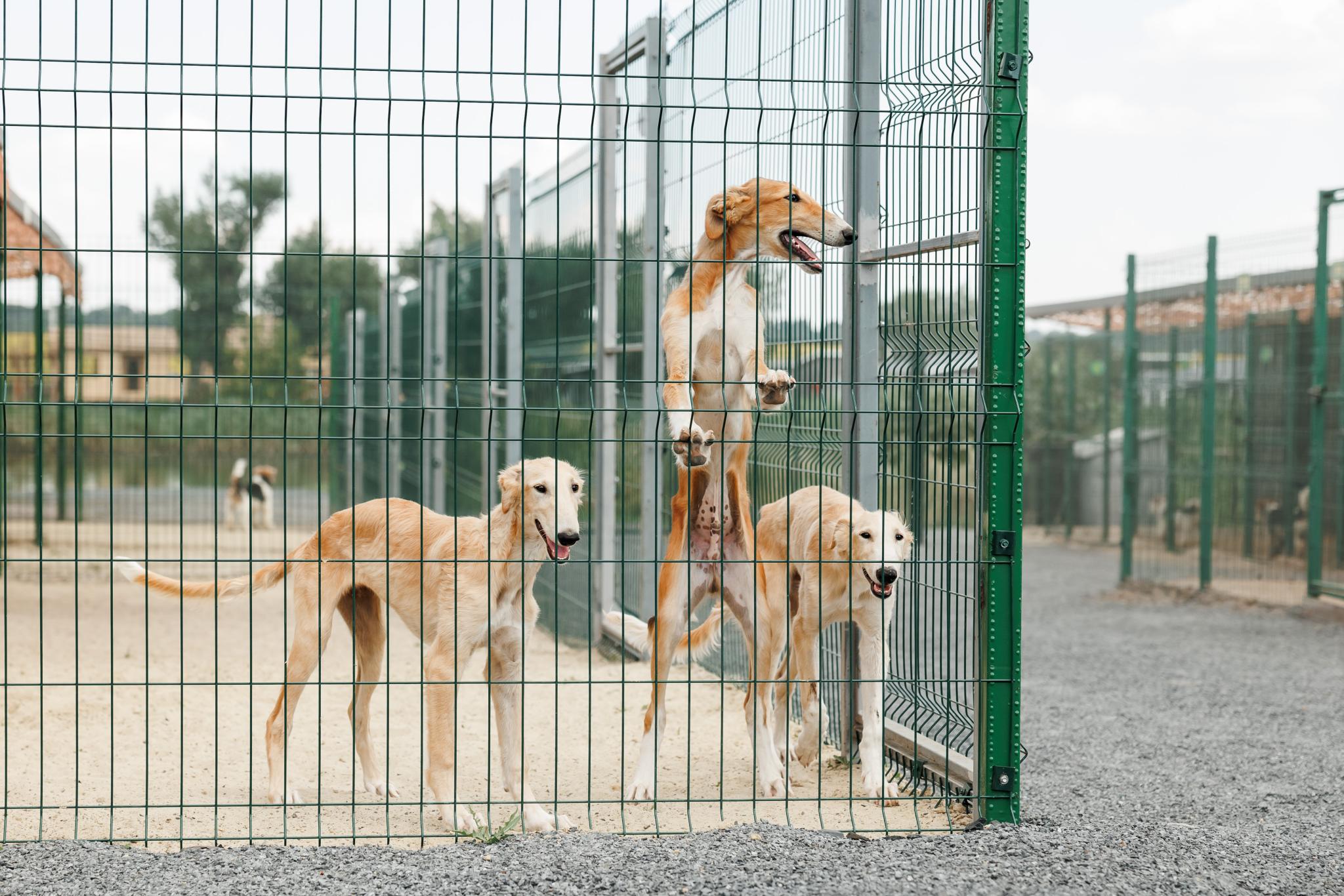 Фото Феникс