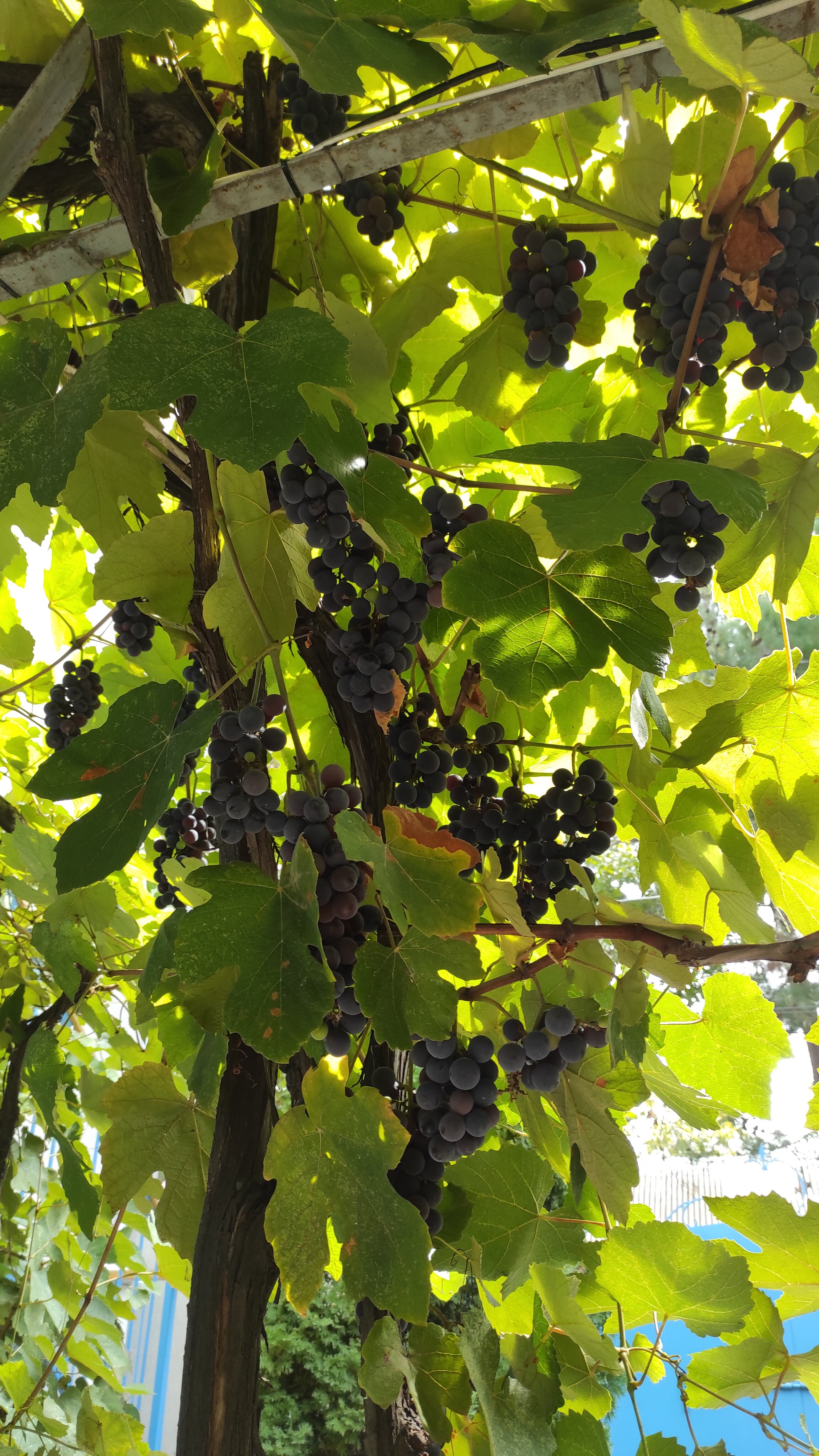 Фото Капитан-С