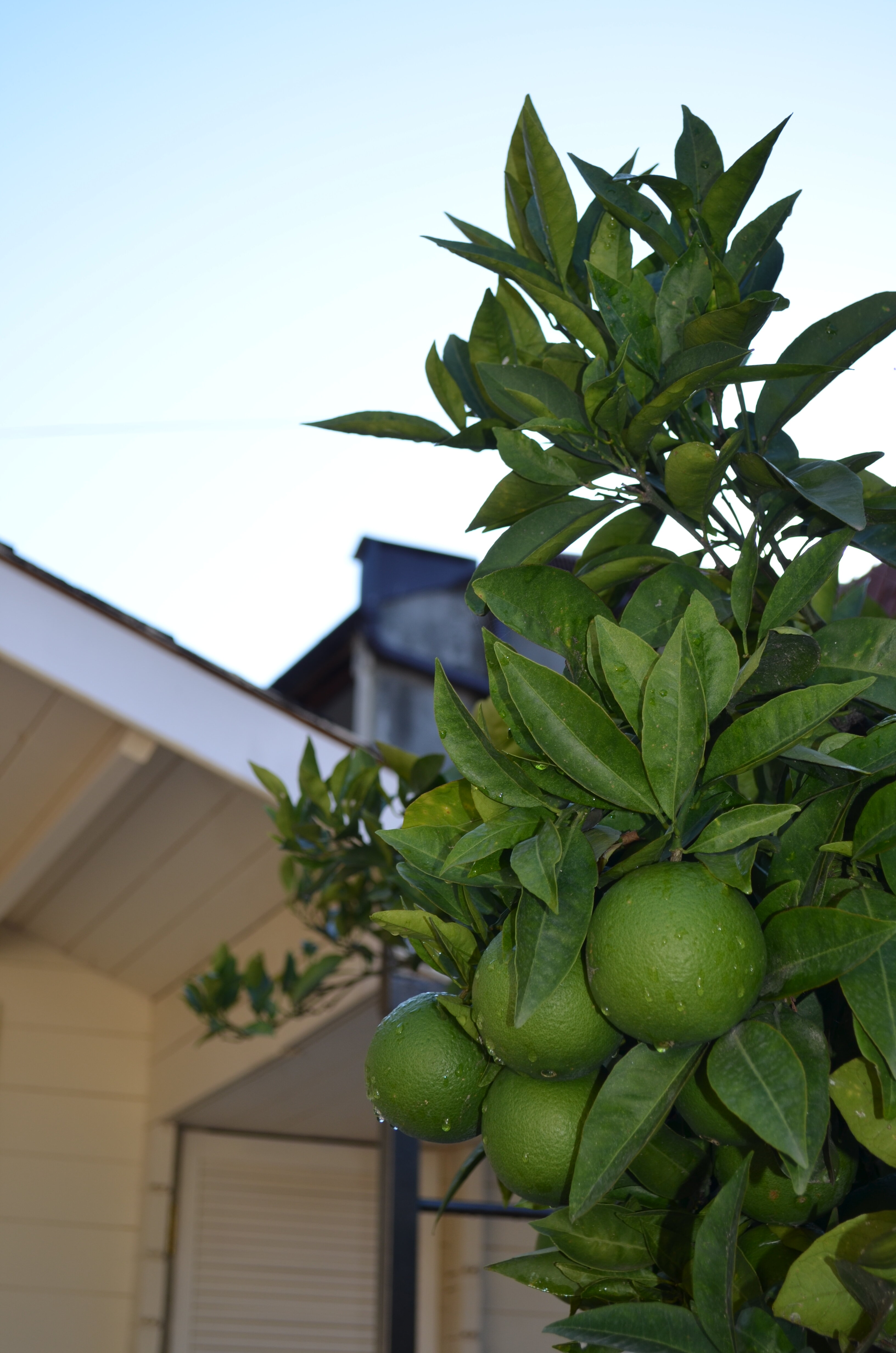 Фото Жемчужина Абхазии