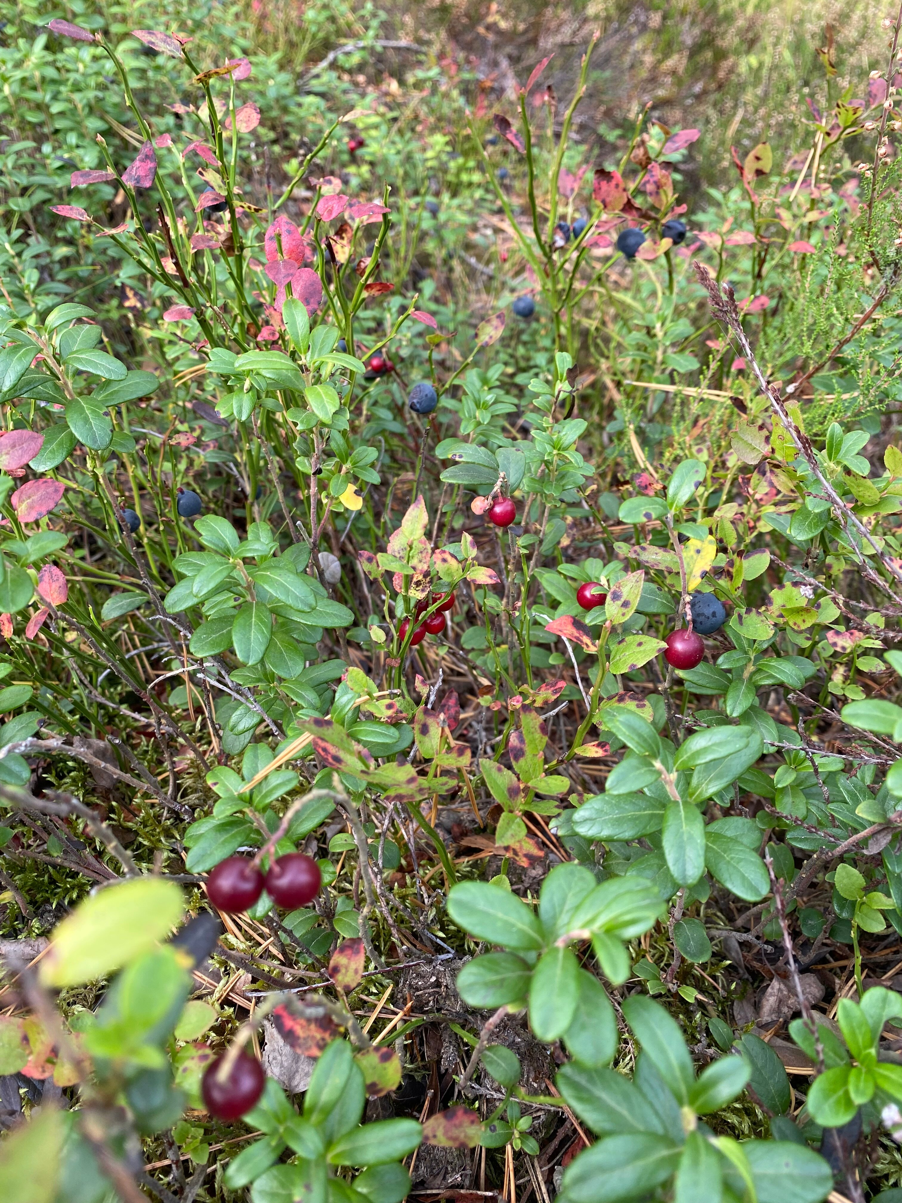 Фото Усадьба ДарЭли