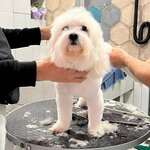 Surpriz Pet Hairdresser (İstanbul, Kadikoy, Suadiye Mah., Suadiye Tarlacık Sok., 15B) ، صالون حيوانات أليفة