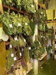 Provenik (St. Petersburg, Pargolovo Settlement, Vyborgskoe Highway), goods for bath and sauna
