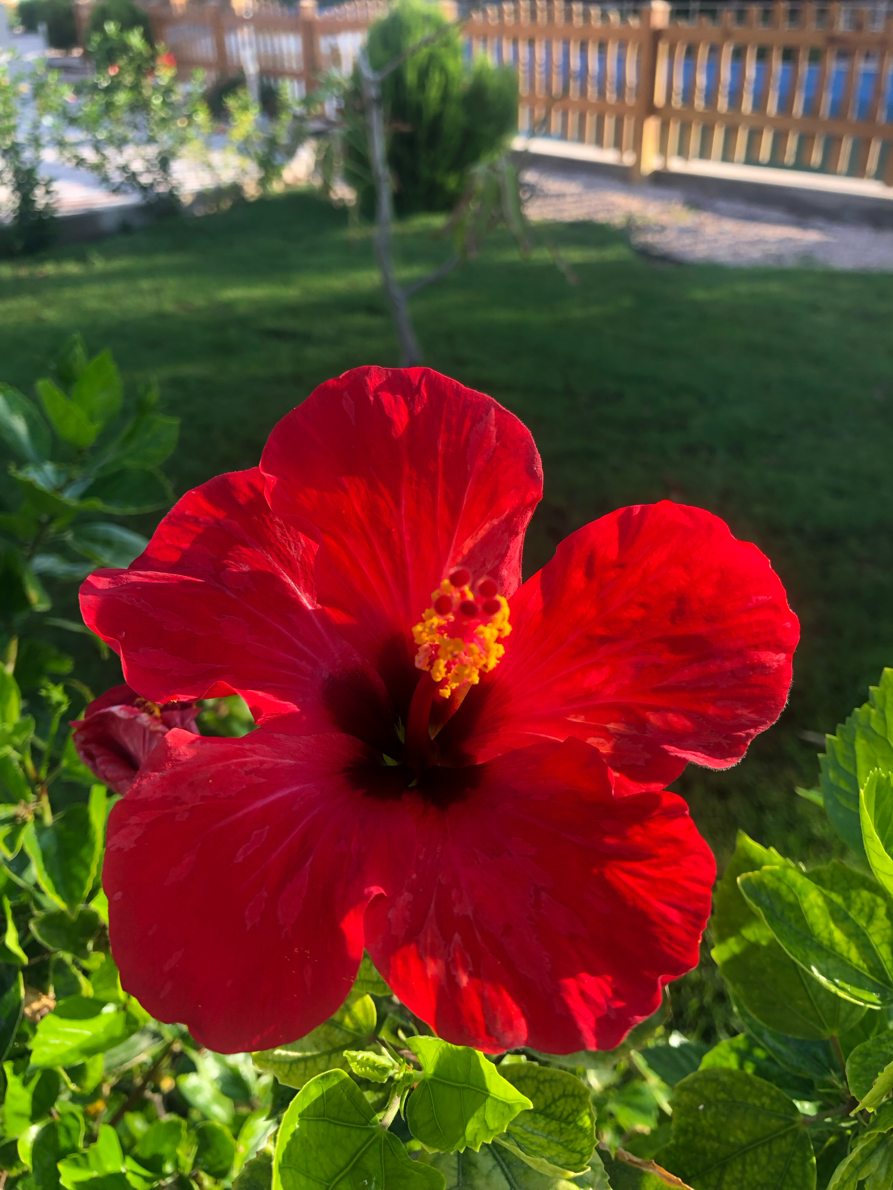 Фото Parrotel Lagoon Waterpark Resort