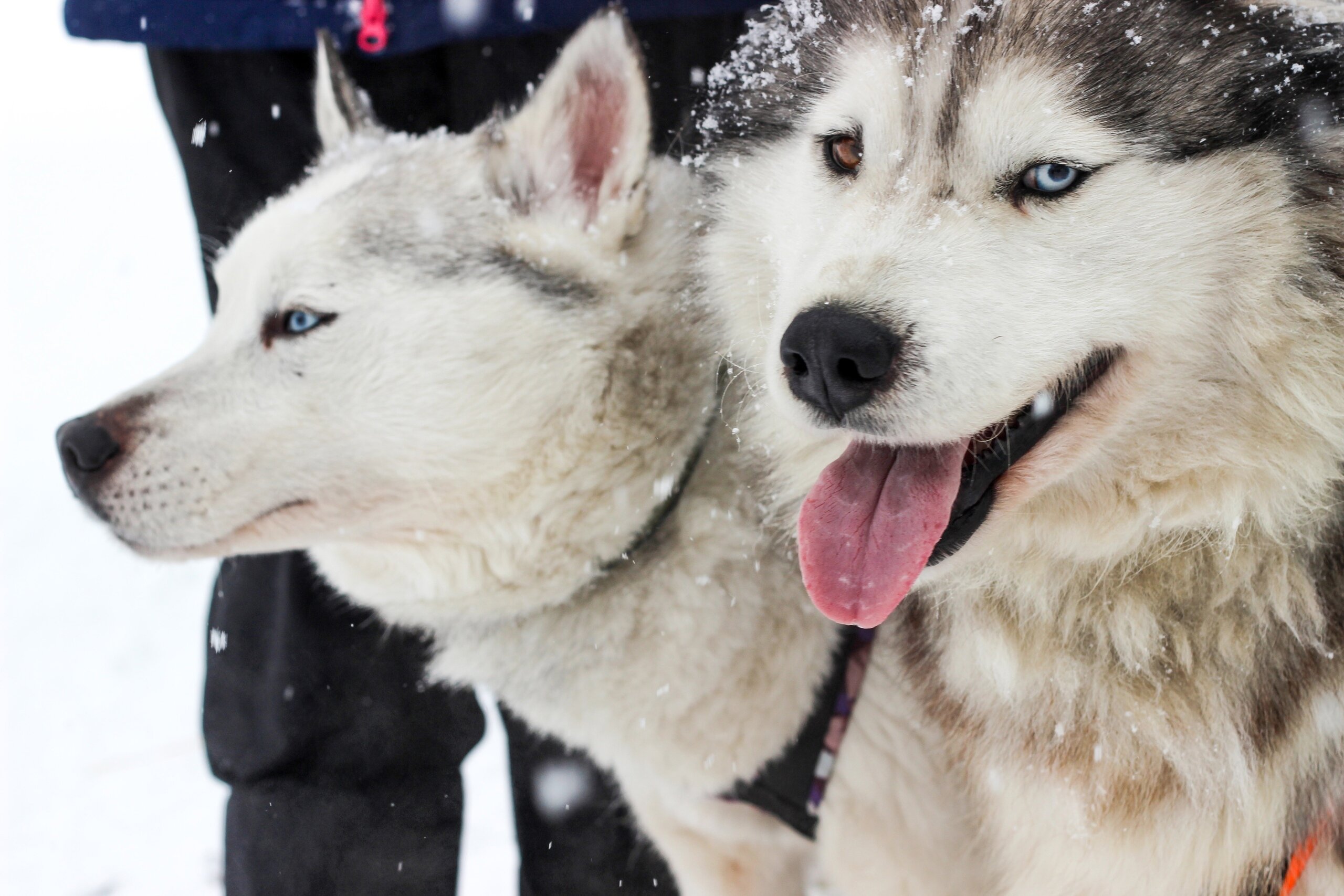 Фото Эко-комплекс Логово