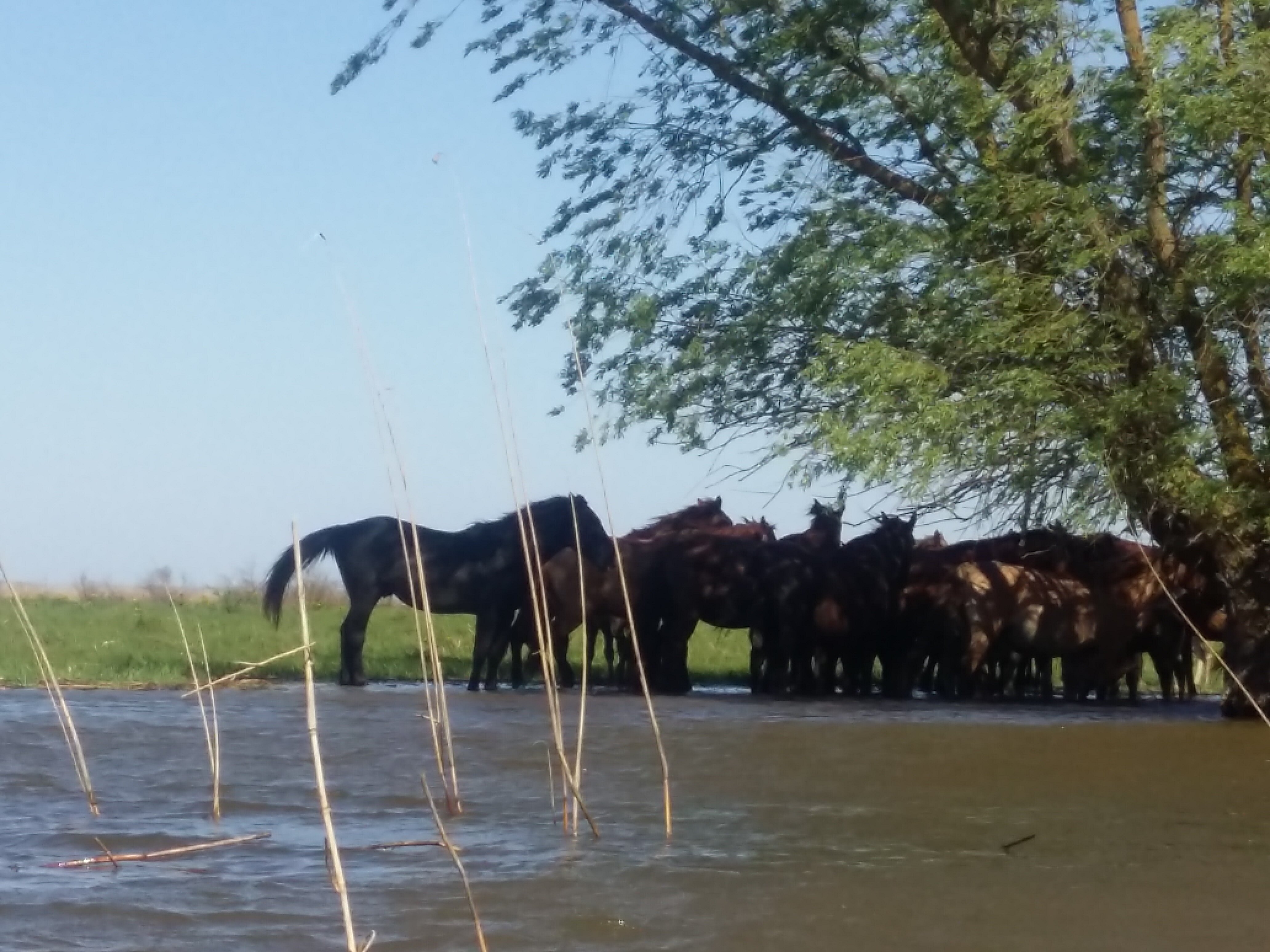 Фото Ладейная