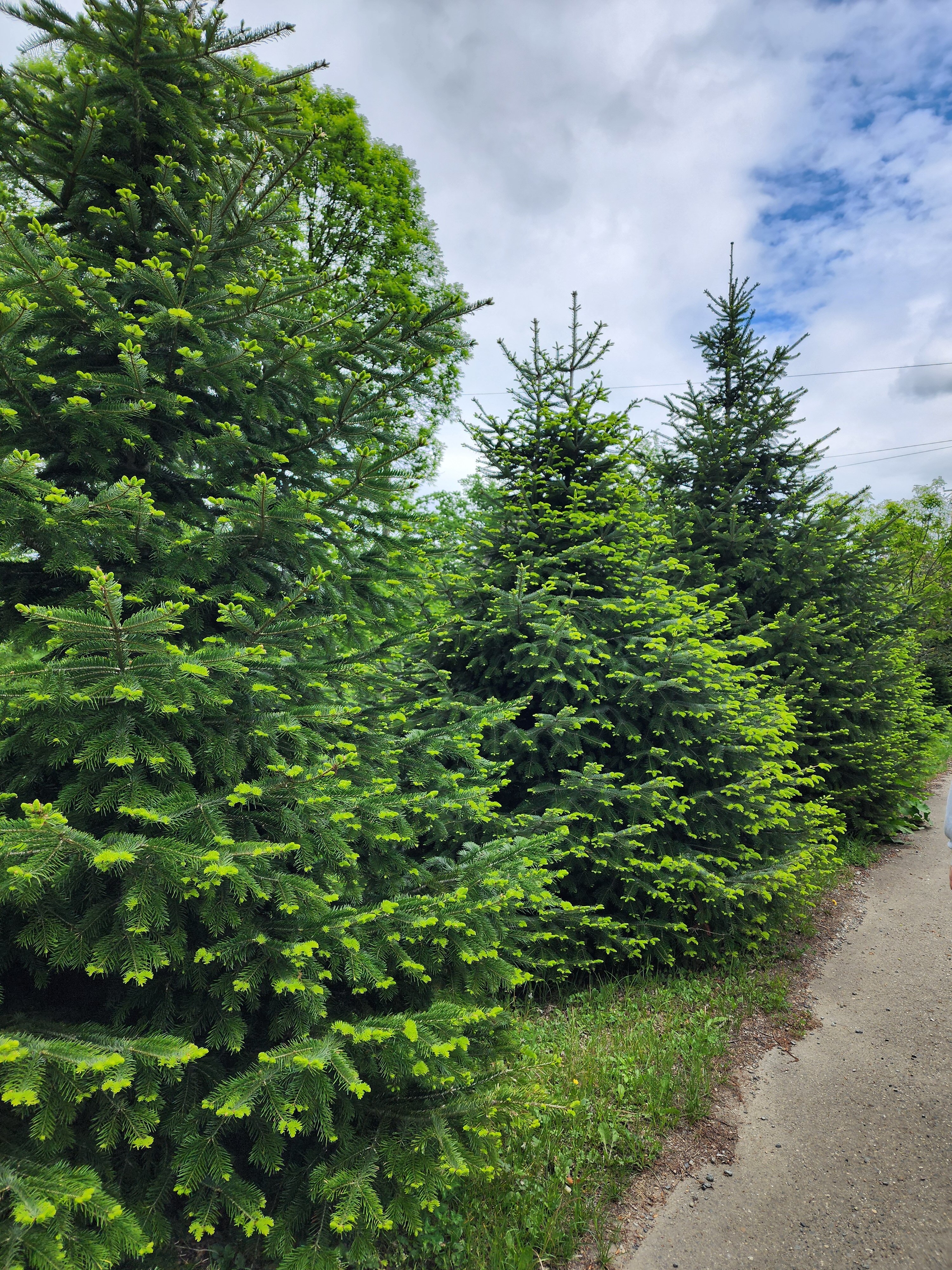 Фото Никель