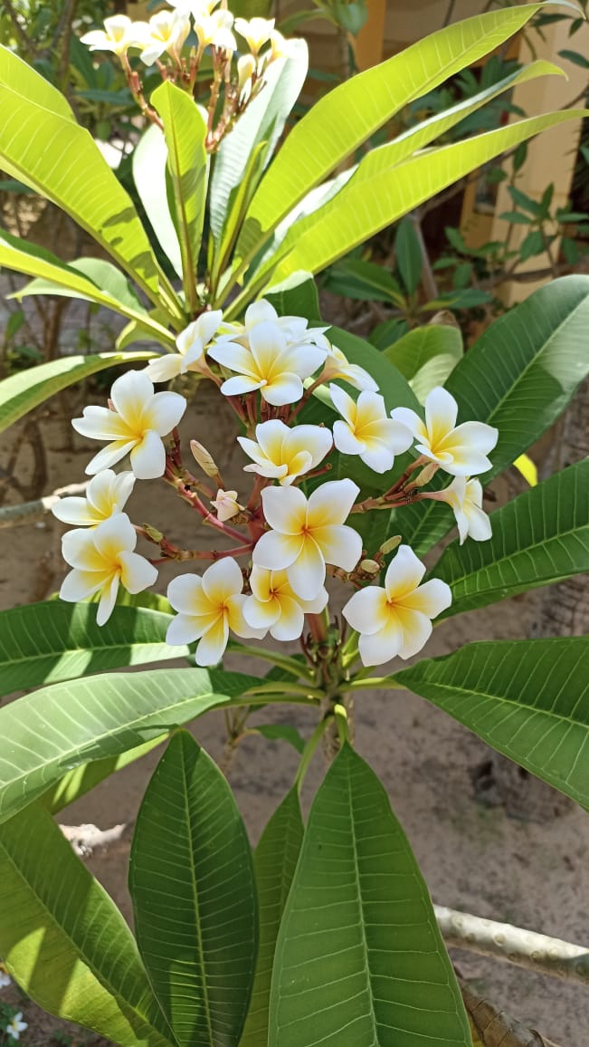 Фото Pandanus Resort