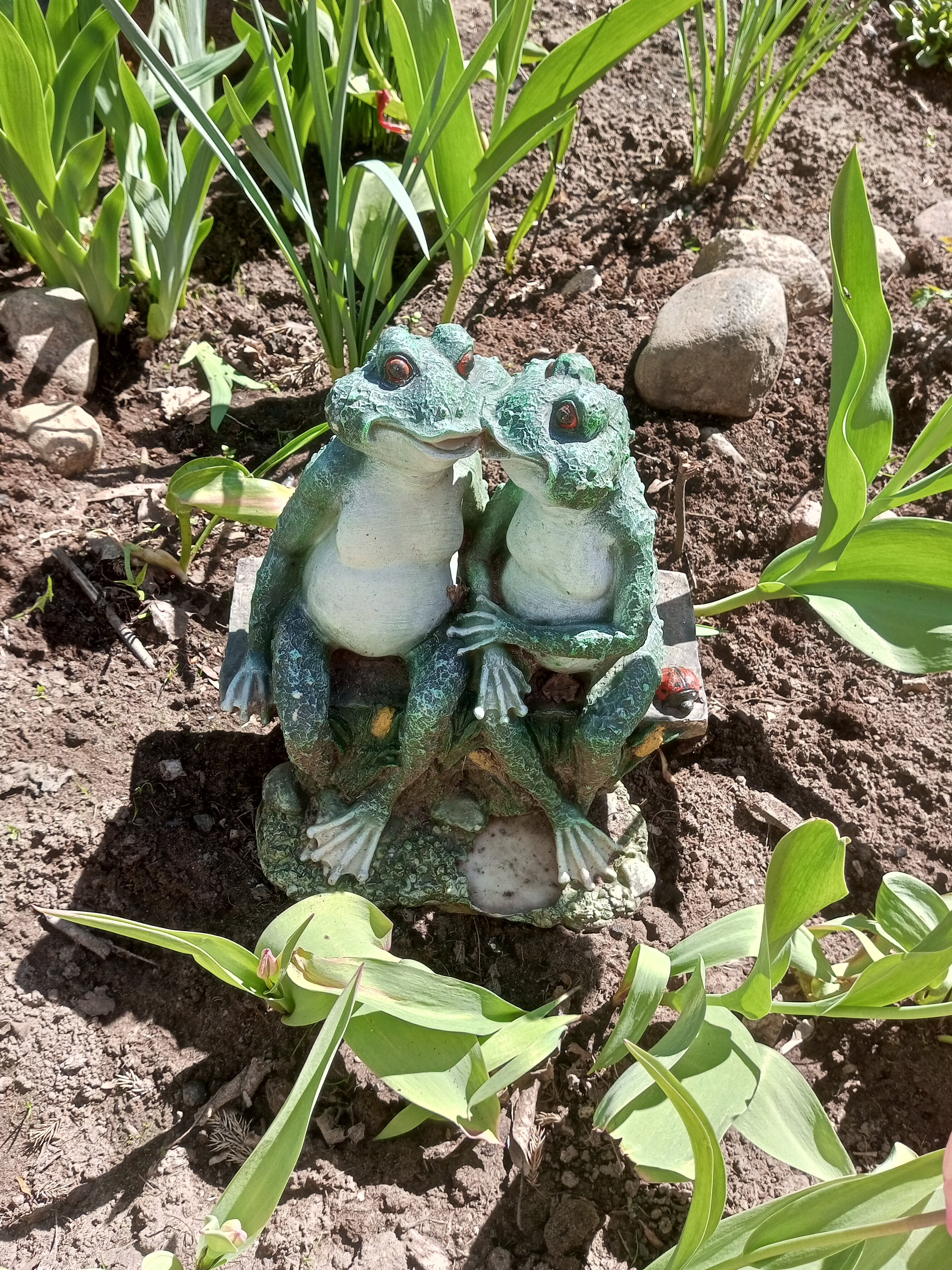 Фото Берёзка