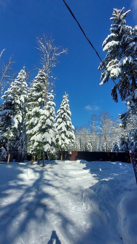 Фото Elki в Новожилово