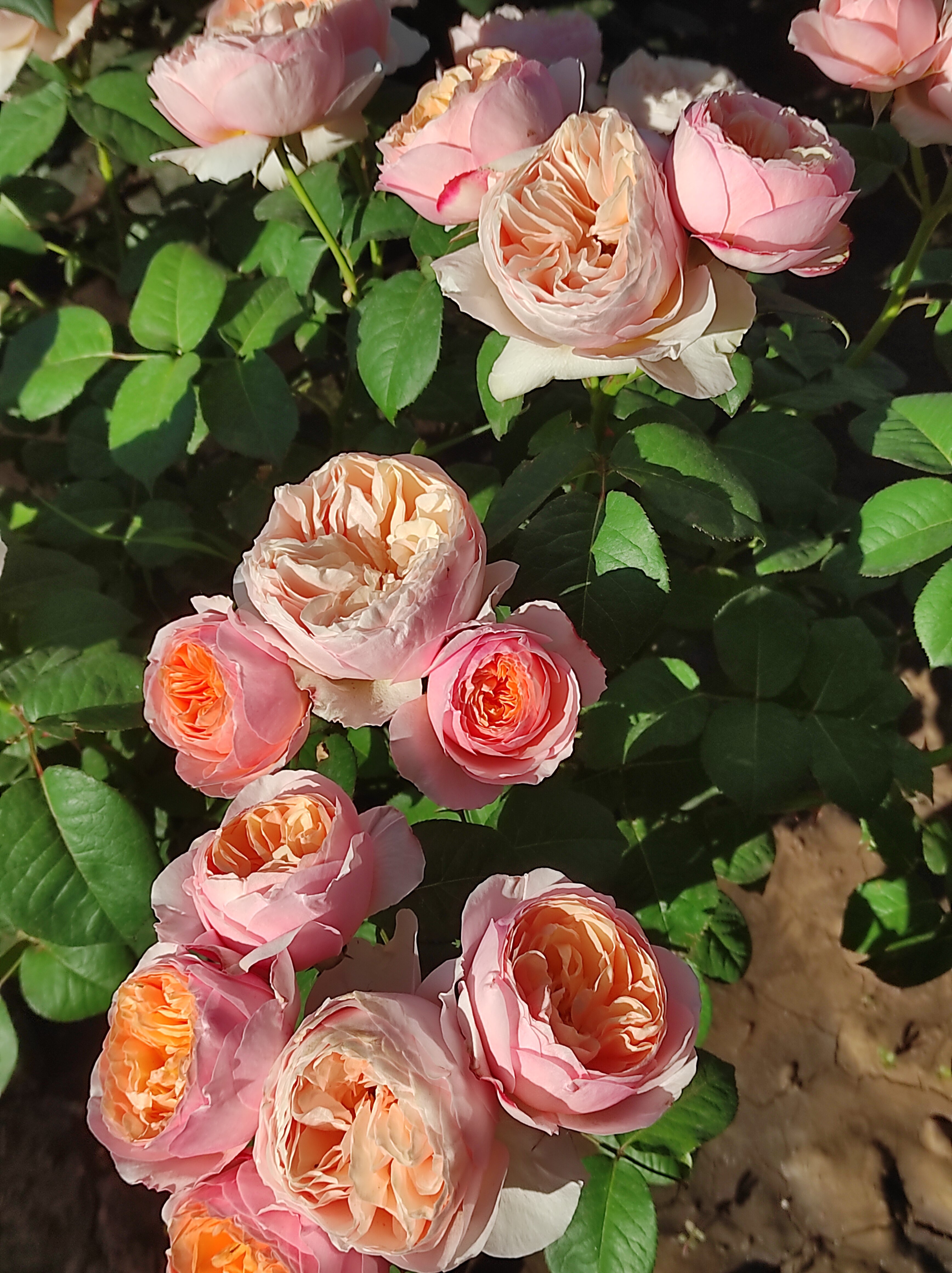 Фото Терраса