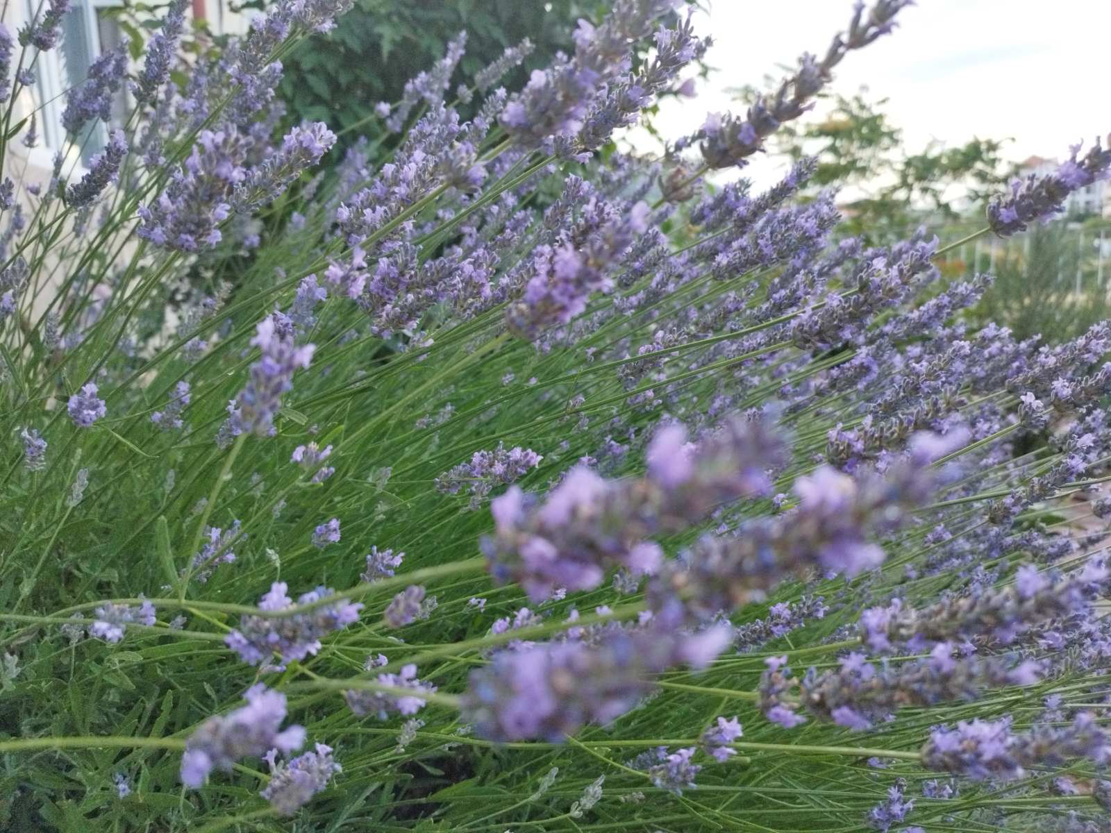 Фото Вилла Ева