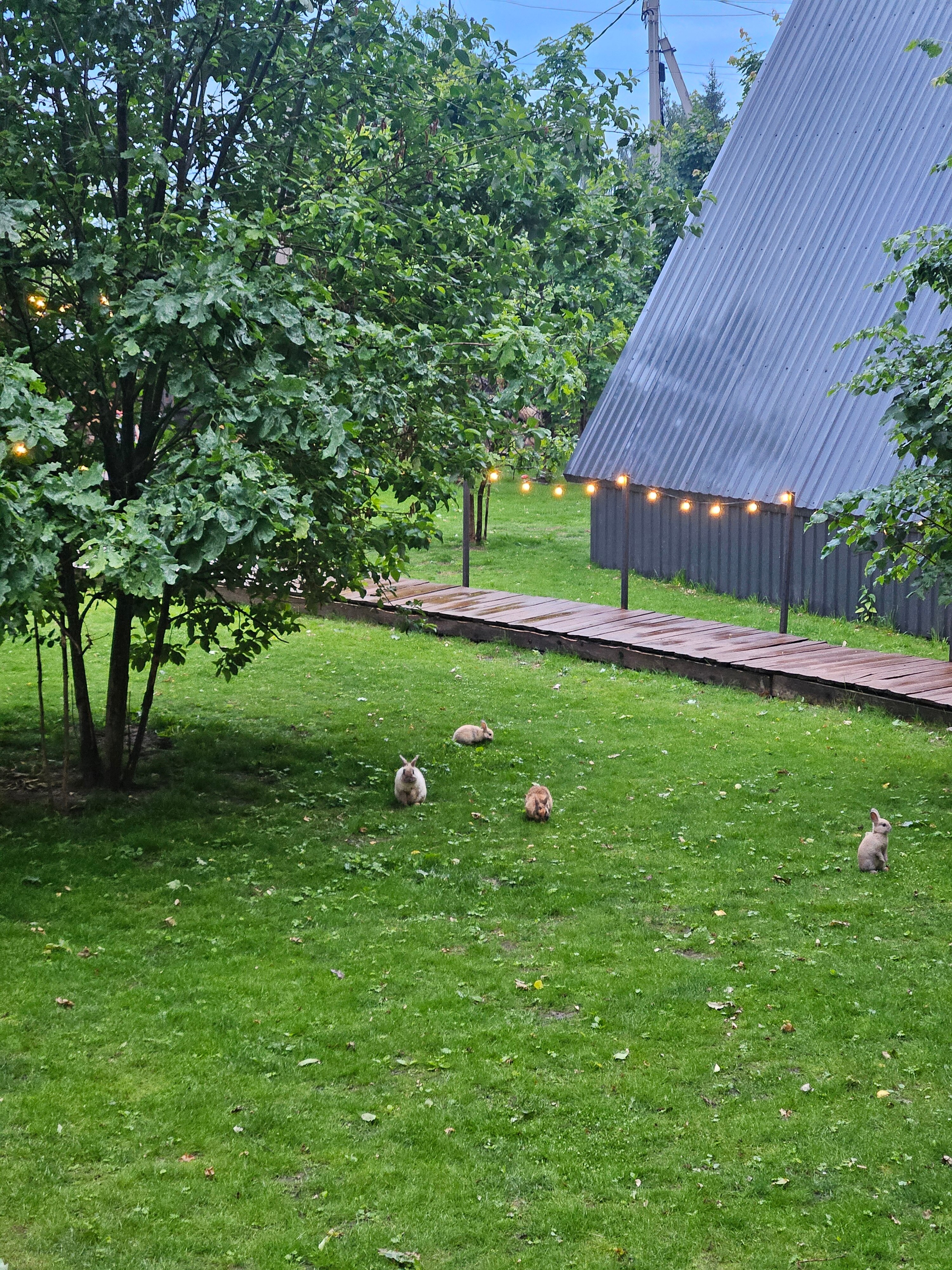 Фото Жёлуди