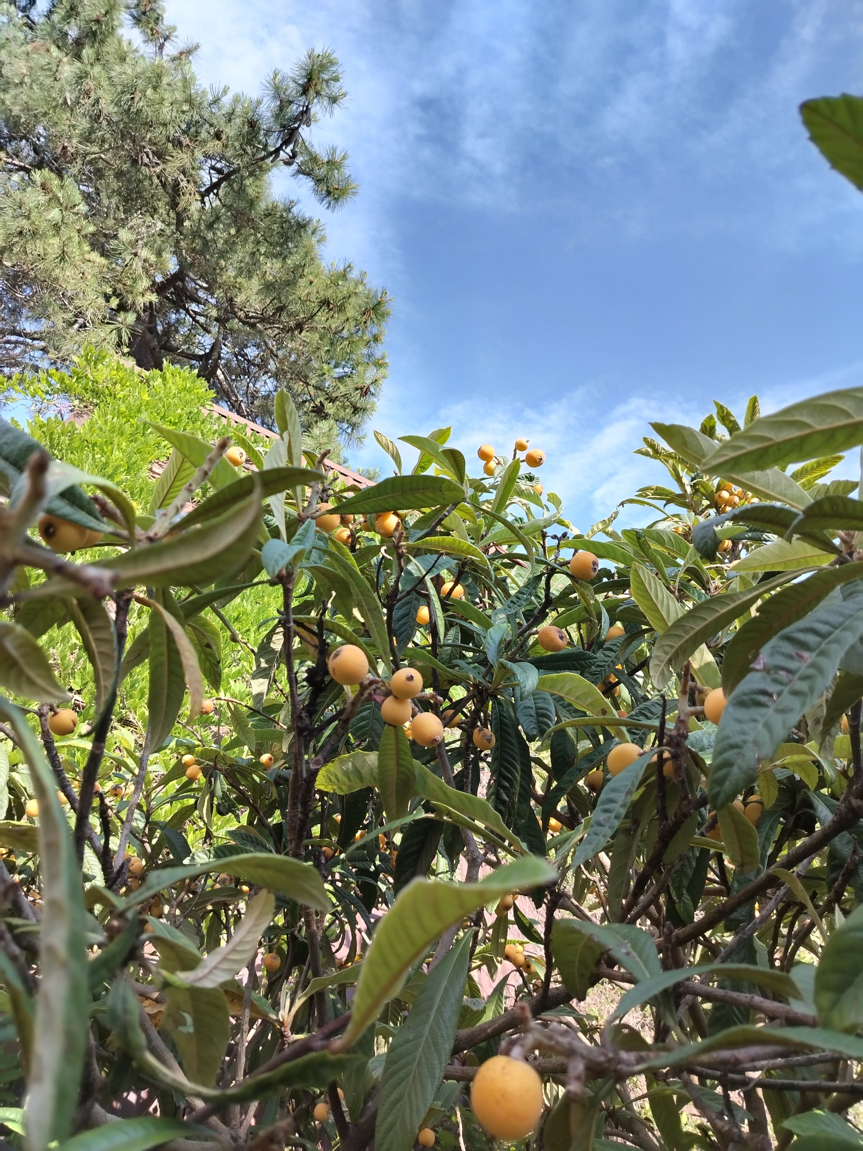 Фото Пуэбло Мохито