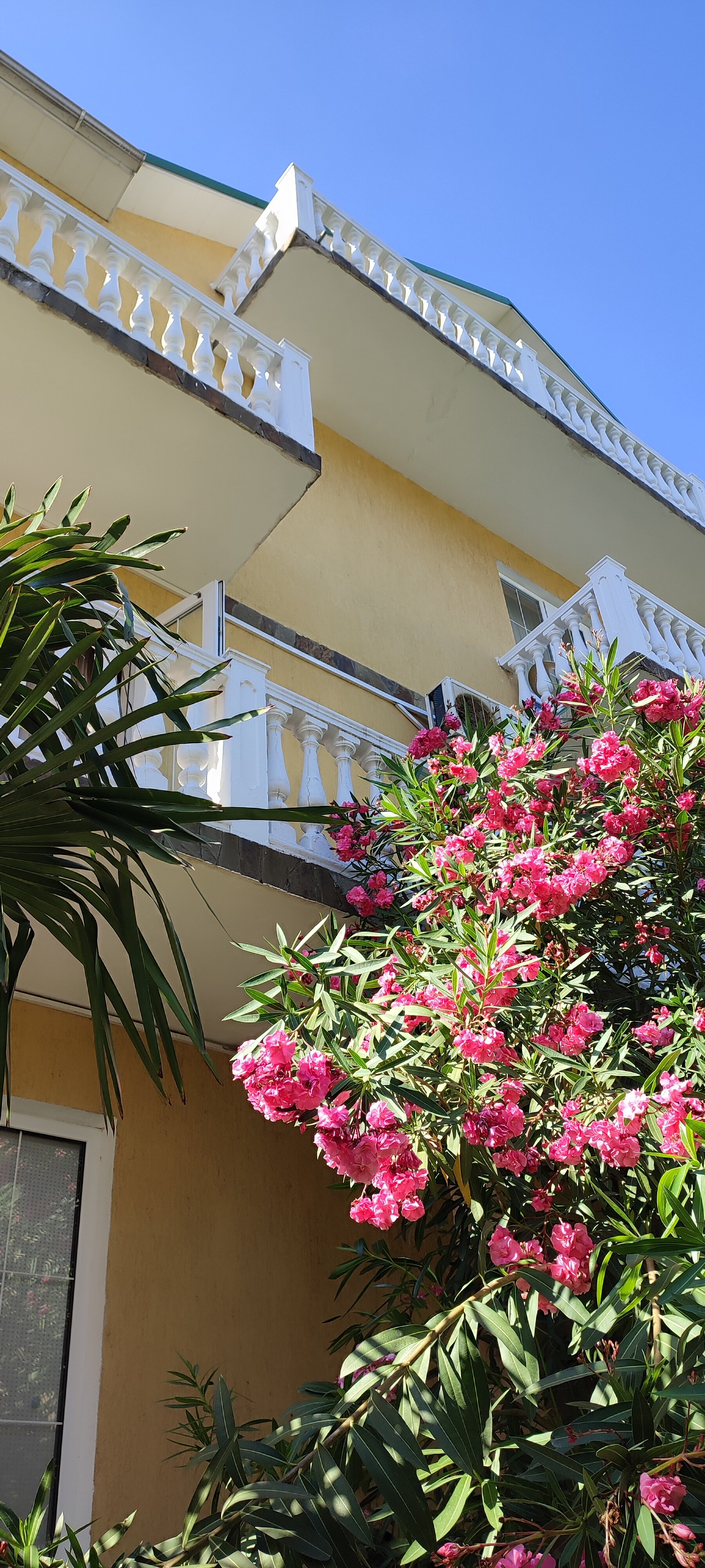 Фото Ромашка