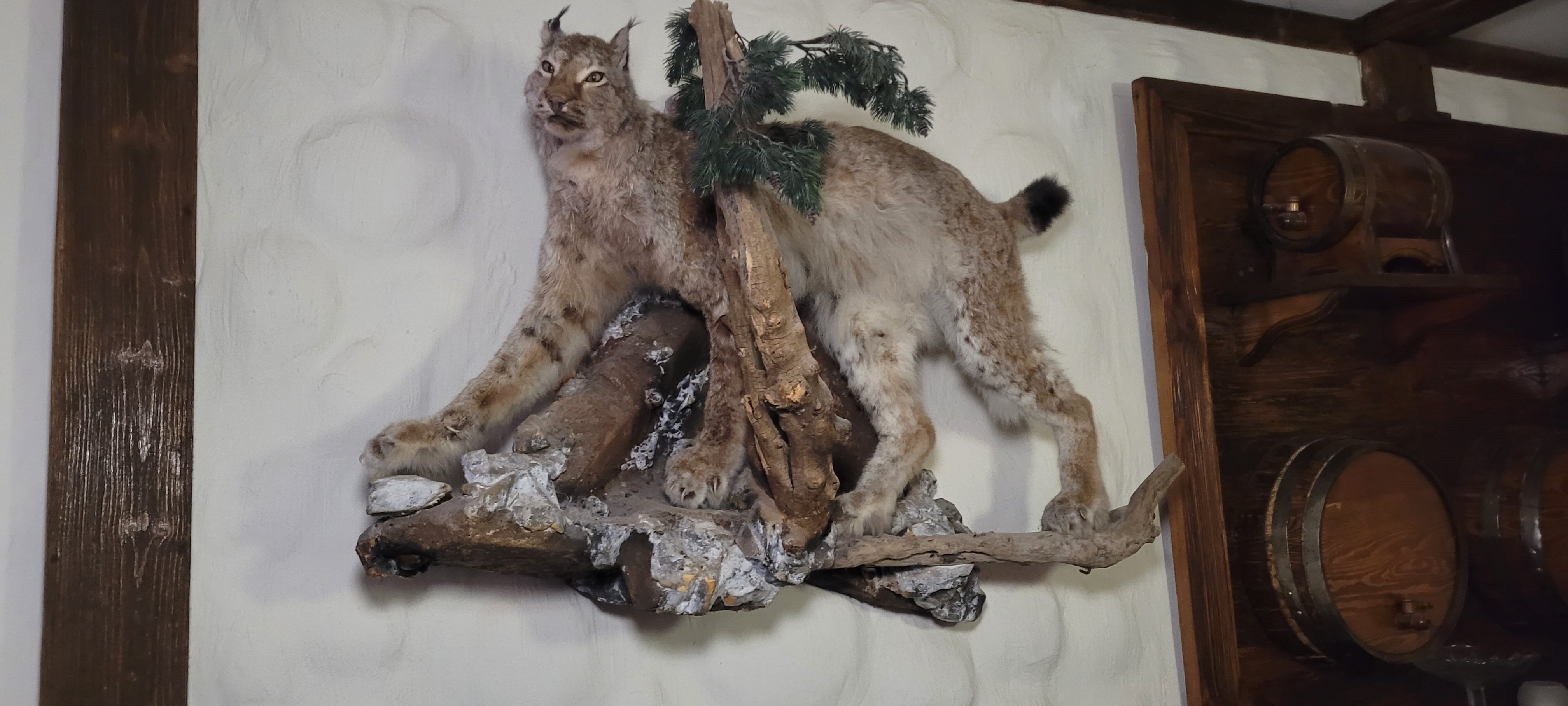 Фото Аристоль